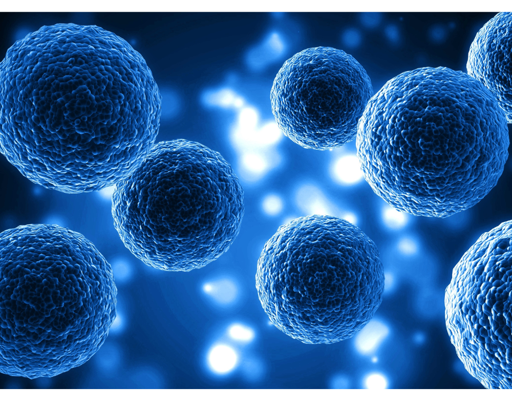 Oncology Drug Development